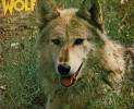 Darryl-Ways-Wolf-Canis-Lupus