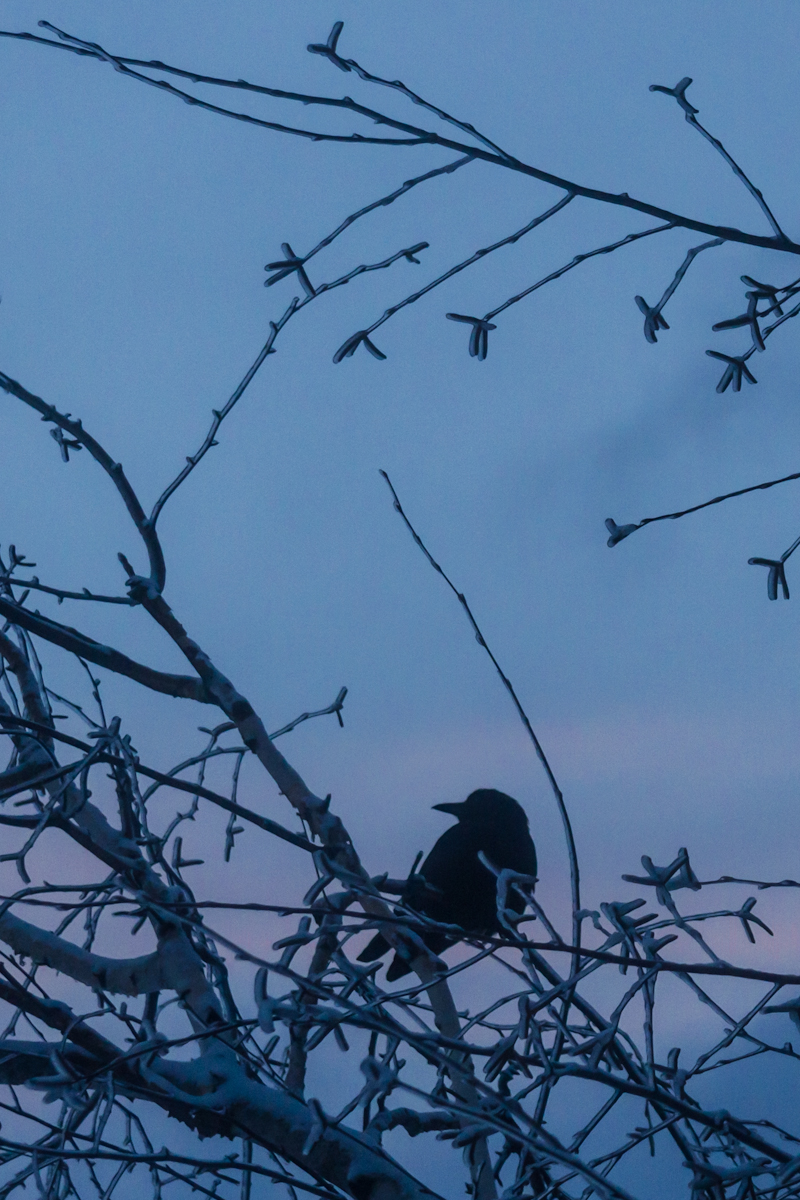Crow at Dawn