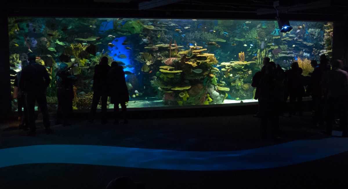 Toronto at Christmas: Ripley's Aquarium of Canada