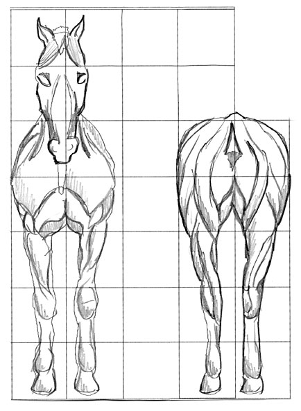 Horse musculature sketch