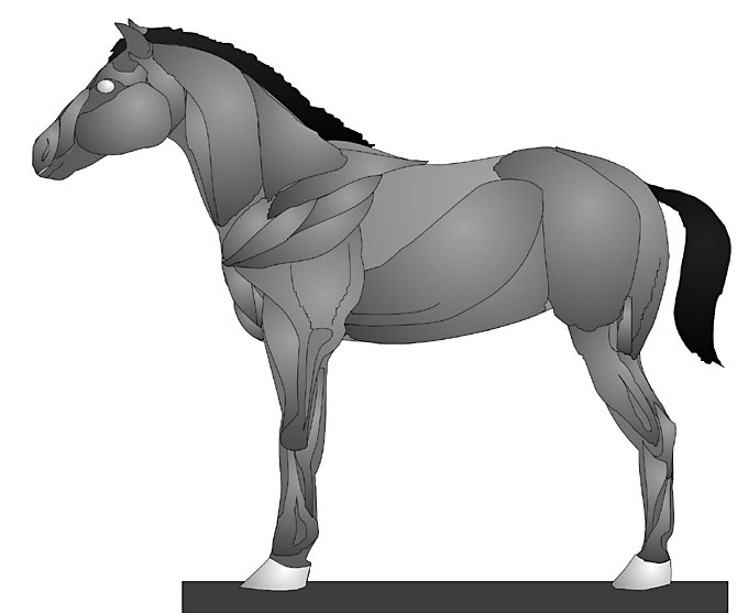 Computer modelling of horse musculature
