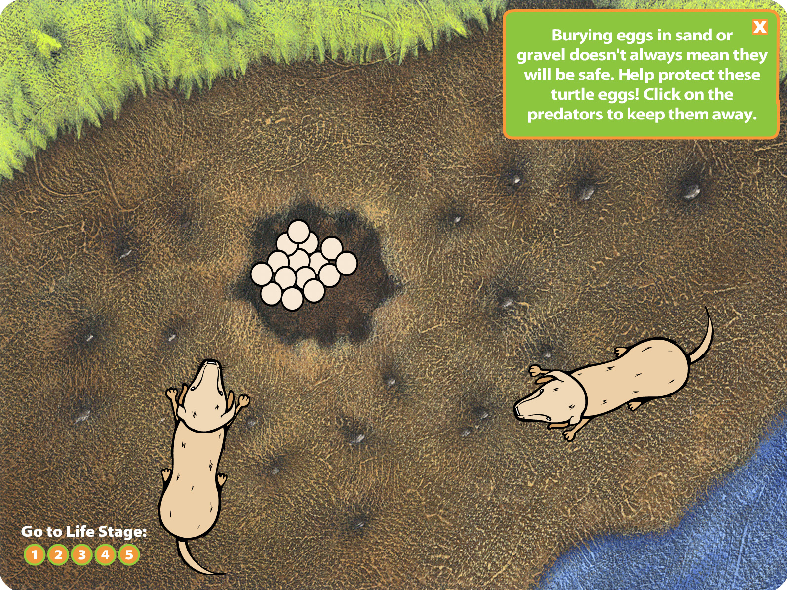Animated Turtle Game