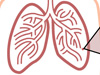 Lungs Illustration